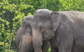 Слоны устроили погром на окраине Петрозаводска
