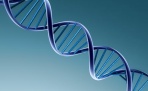 Человеческое ДНК на 97% аналогична ДНК орангутана